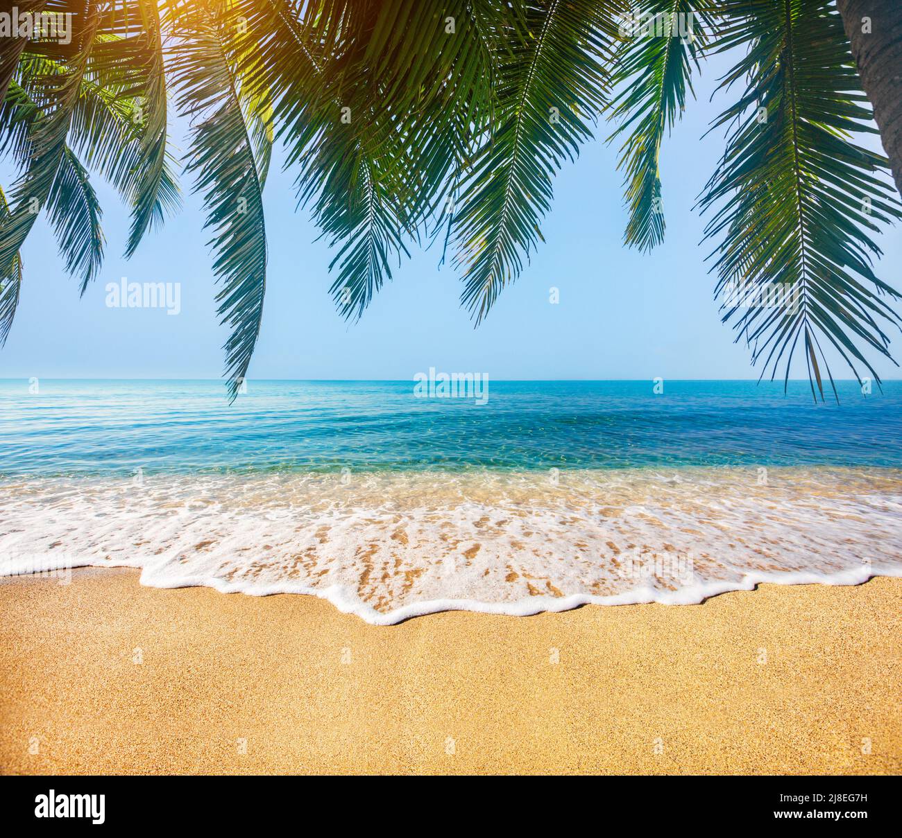 tropical beach with coconut palm Stock Photo