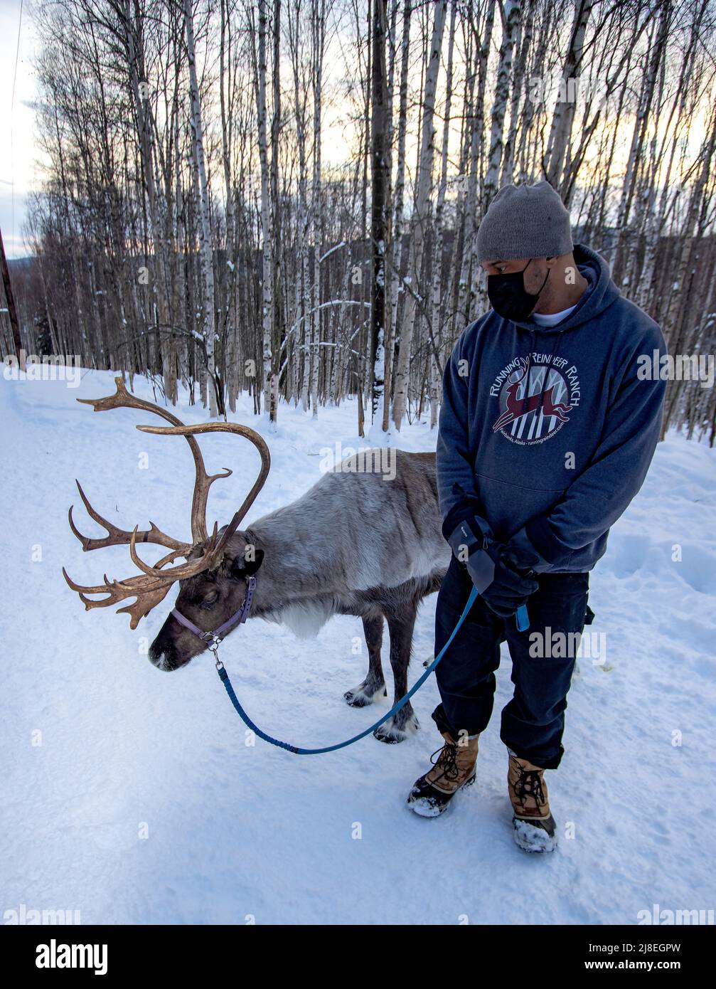 Reindeer led during walk in woods at Running Reindeer Ranch outside Fairbanks, AK. Stock Photo