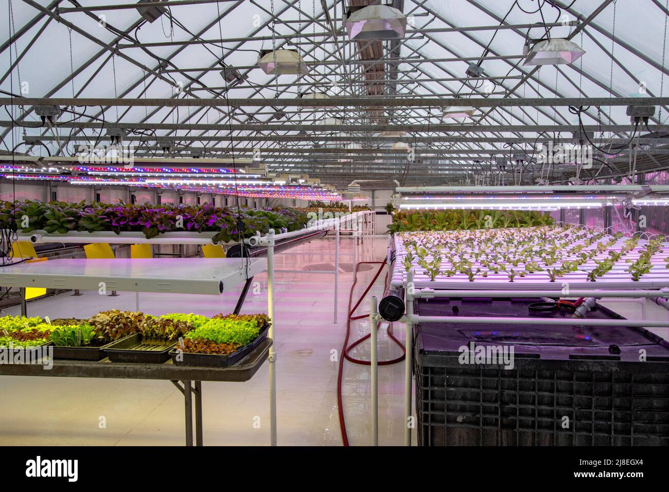 Greenhouse grows vegetables for staff at Chena Hot Springs Resort outside Fairbanks, AK. Stock Photo