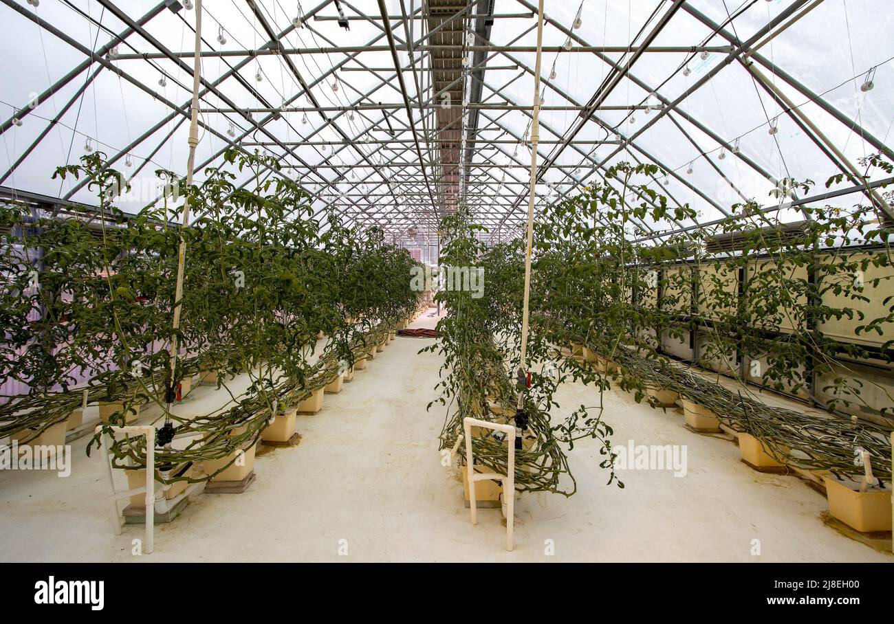 Greenhouse grows vegetables for staff at Chena Hot Springs Resort outside Fairbanks, AK. Tomato plants in greenhouse. Stock Photo