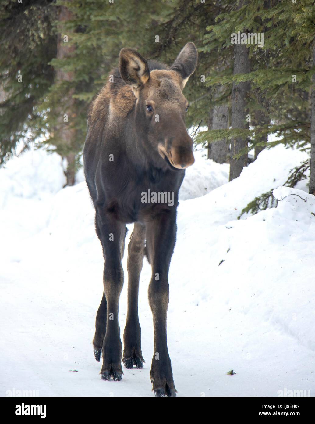Young moose near Denali National Park in Alaska. Stock Photo