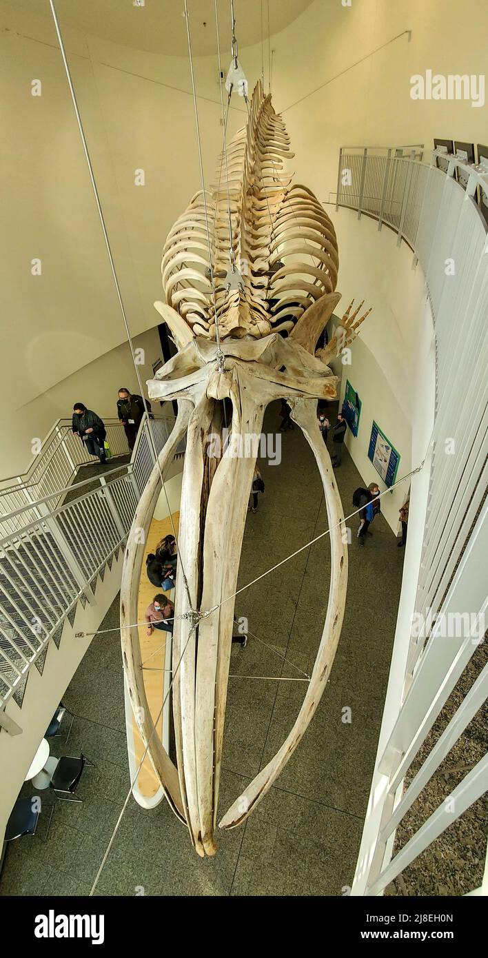 43 foot Bowhead whale skeleton suspended from the lobby ceiling of the University of Alaska, Museum of the North in Fairbanks, AK. It was a young male harvested by Alaska Native hunters in 1963 near Utqiaġvik (formerly Barrow) Stock Photo