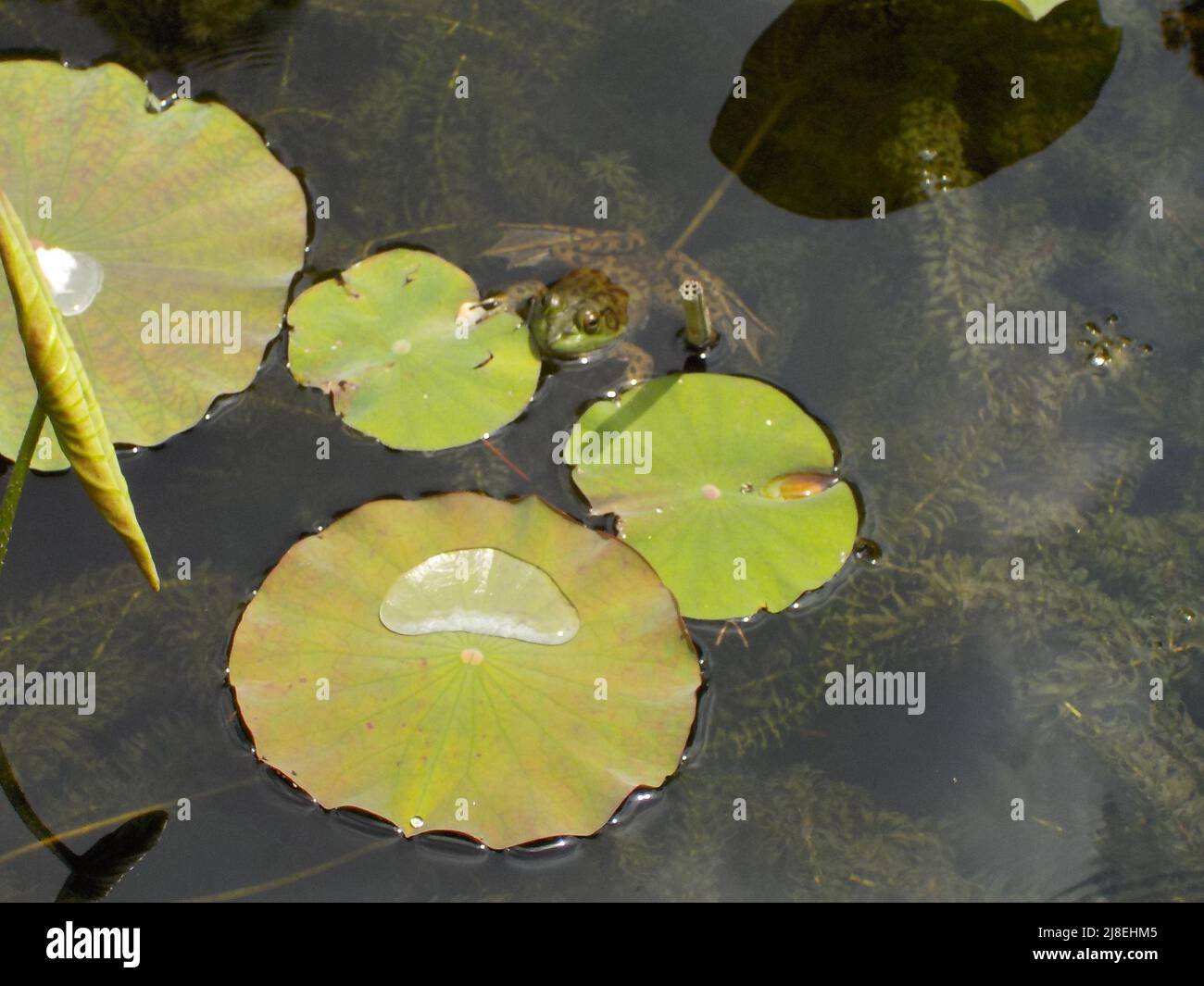 Green frog on lily pad Stock Photo