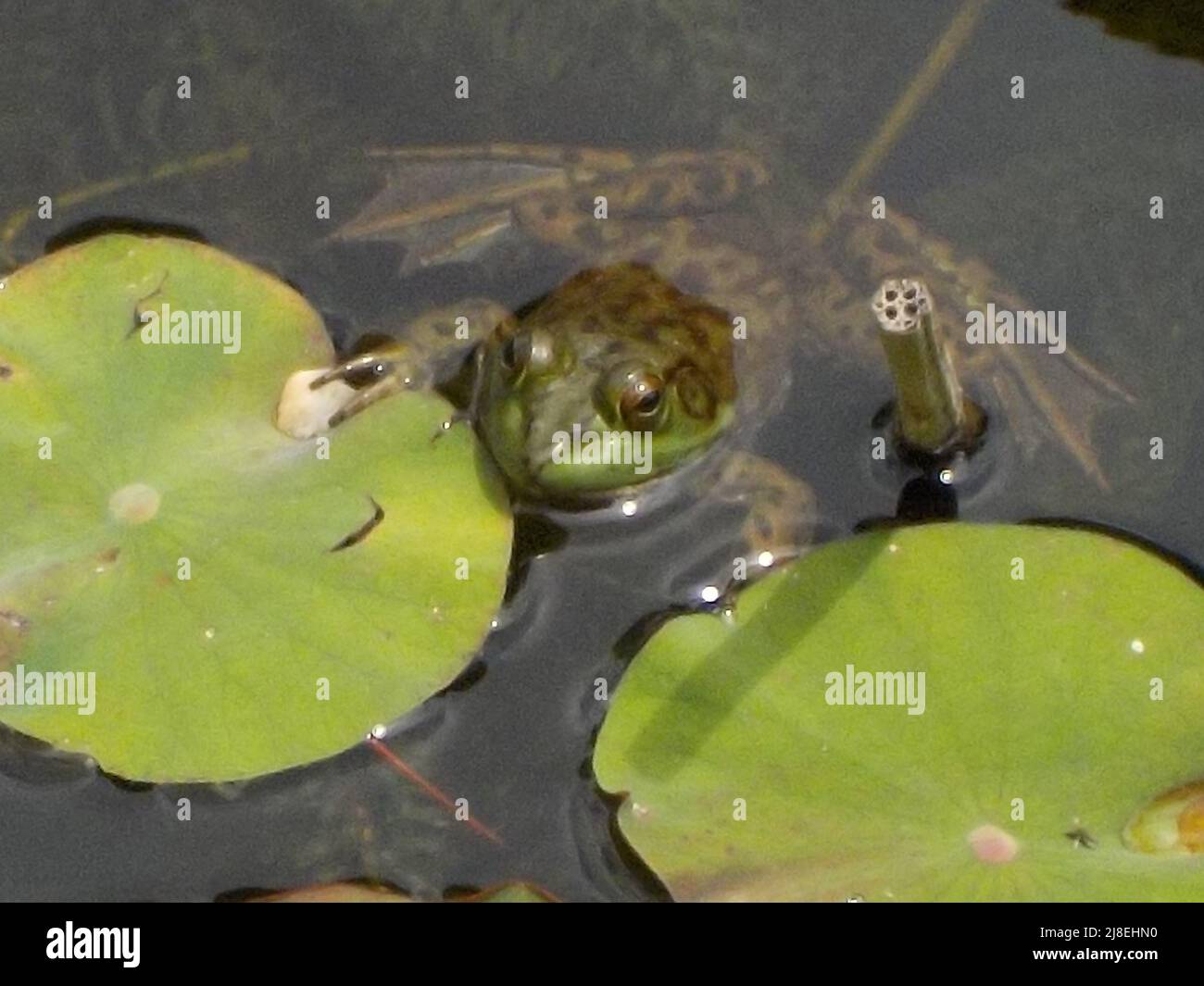 Green frog on lily pad - close-up Stock Photo