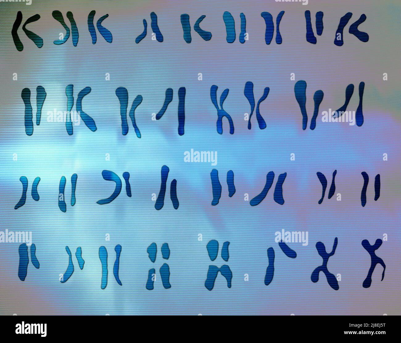 Chromosomes. Genetic information Stock Photo