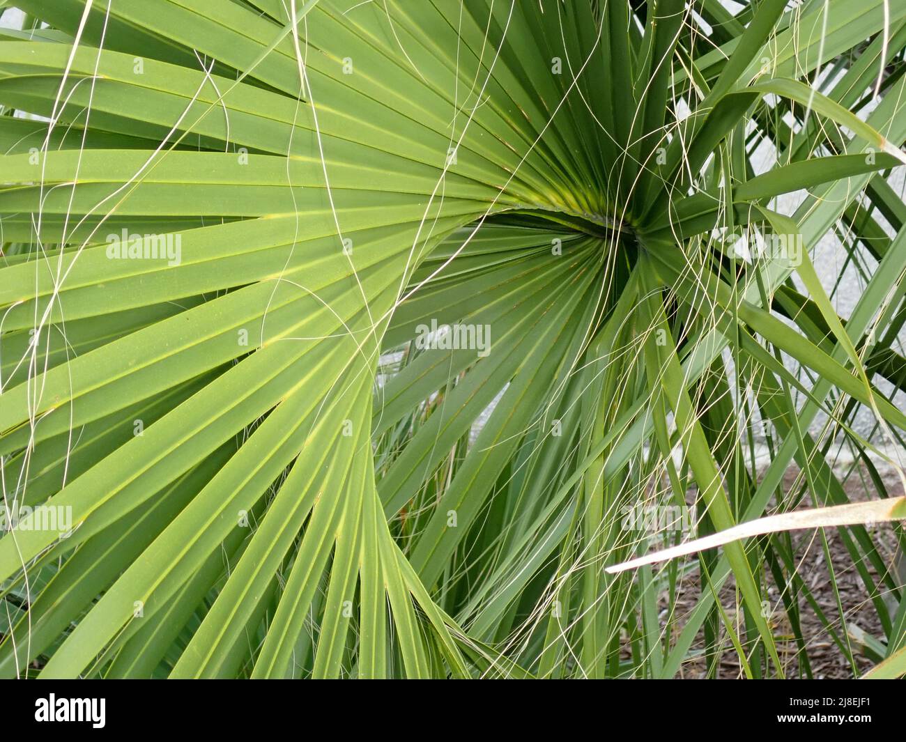 Palm leaves in nature Stock Photo