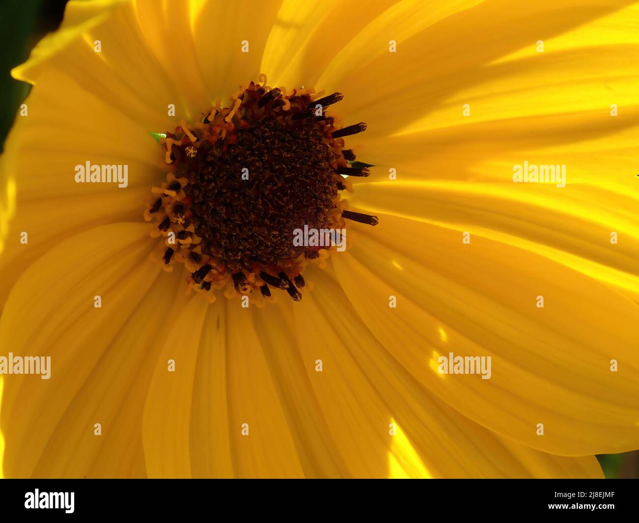 Yellow flower in the sunshine Stock Photo