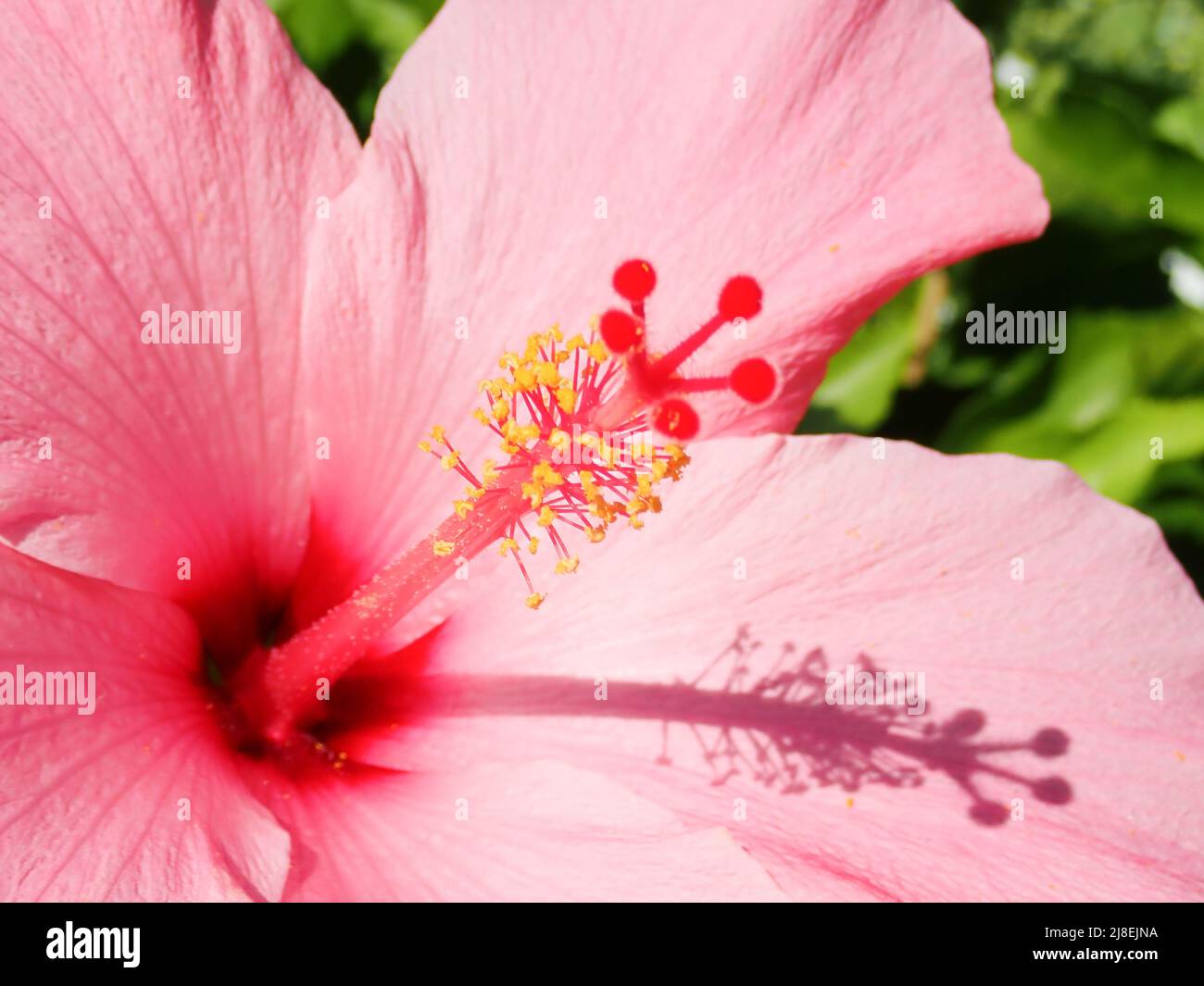 Pink Hibiscus in a Close up Stock Photo