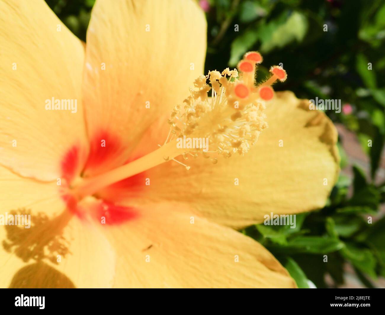 Yellow Hibiscus in the sunshine Stock Photo