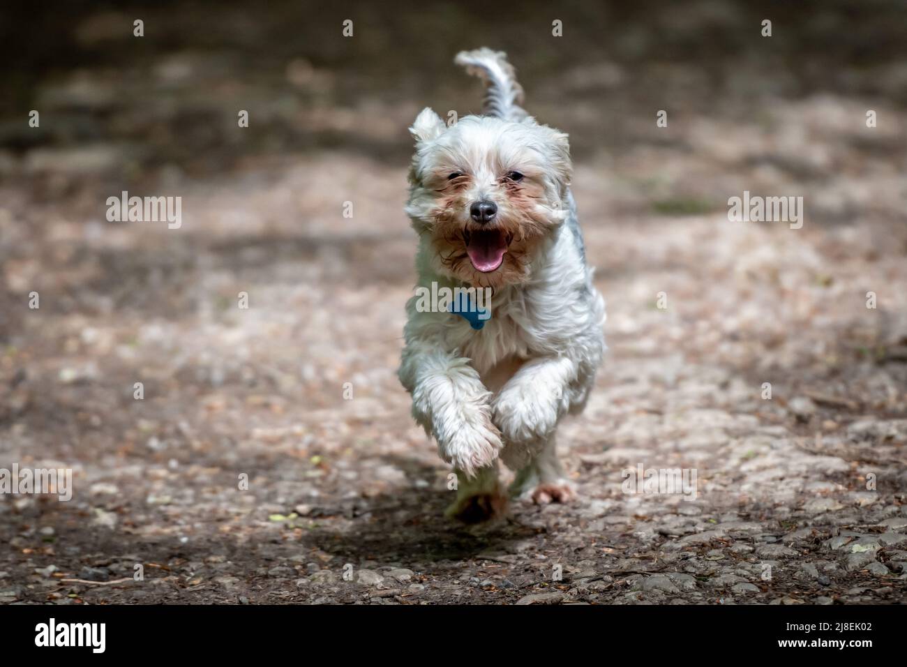 Chinese Crested Dog Running Stock Photo