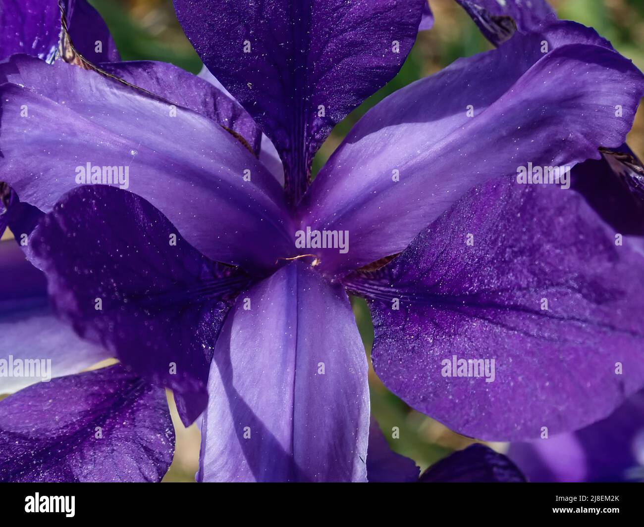 Purple Iris in Bloom Stock Photo