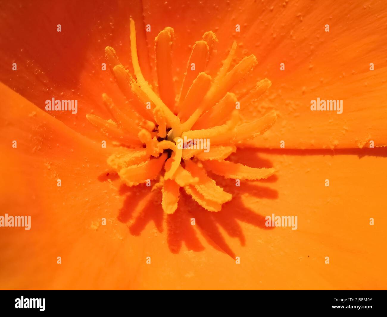 Orange Flower in a grden Stock Photo