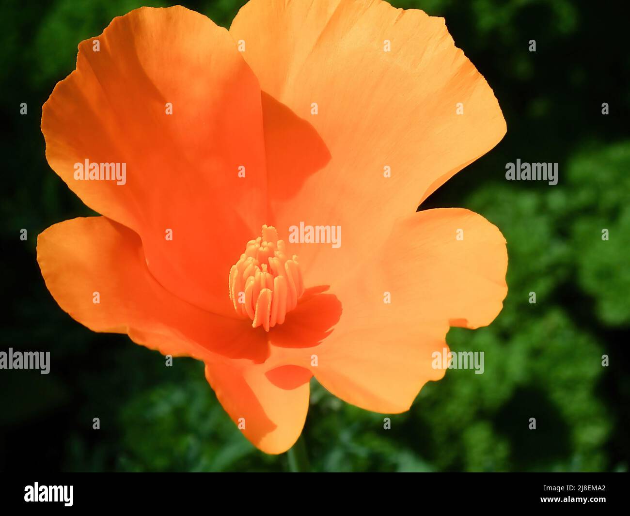 Orange Flower in a grden Stock Photo