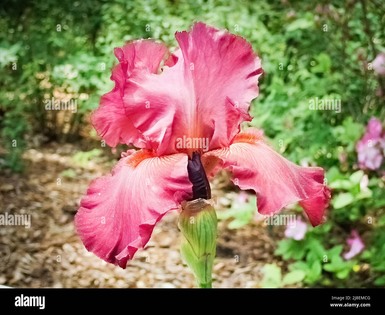 Pink Bearded Iris Stock Photo