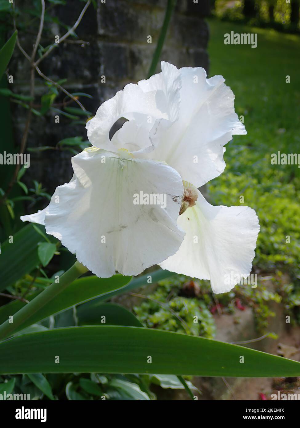 White Bearded Iris Stock Photo