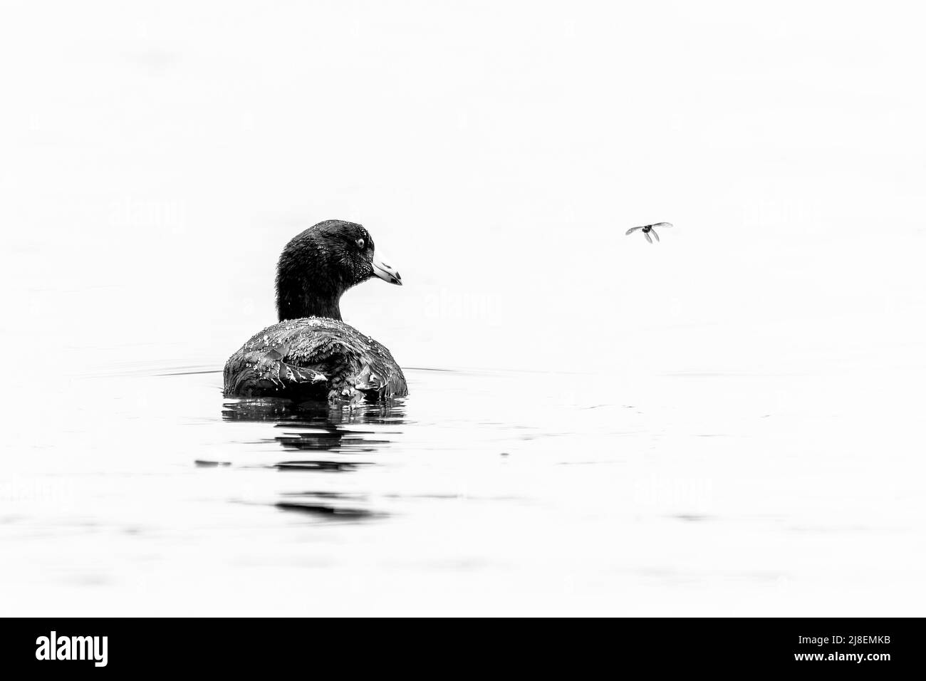 An American coot, Fulica americana, shown in a high-key black and white photo, eyes an insect flying past it Stock Photo