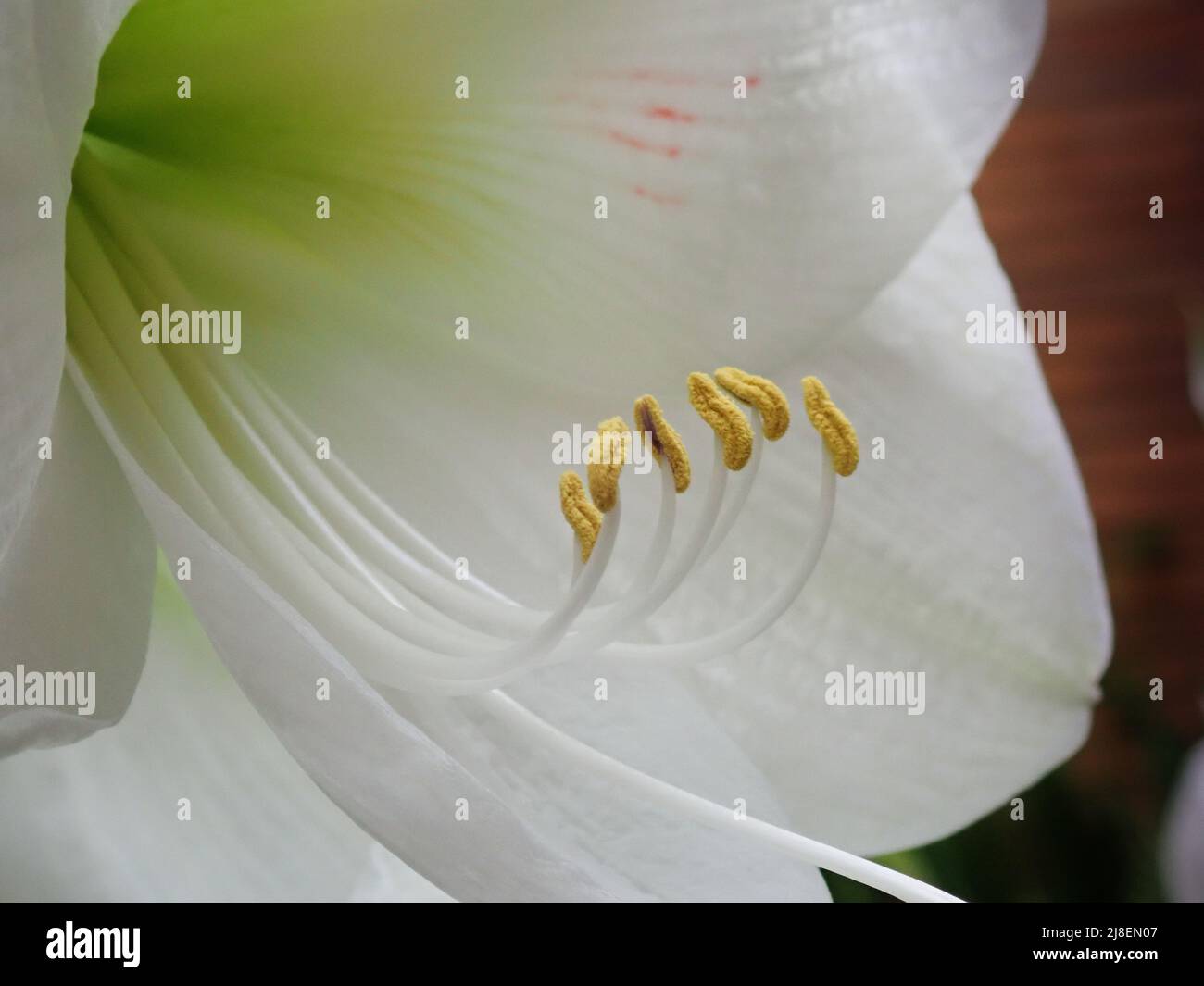 white flower in the sunshine Stock Photo