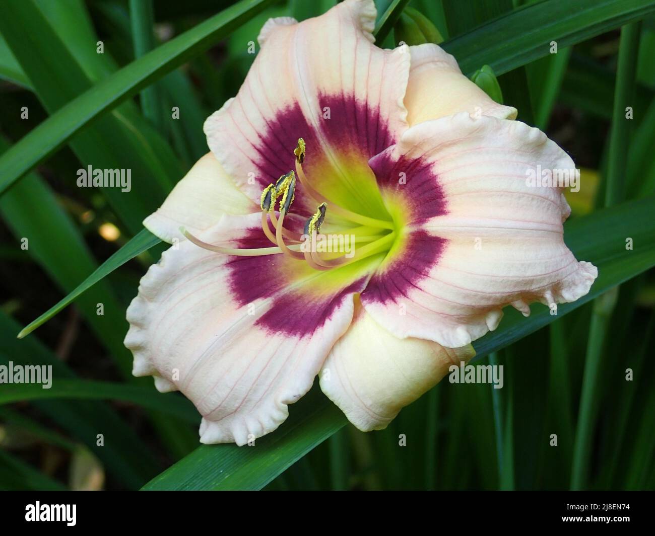 white and purple daylily Stock Photo