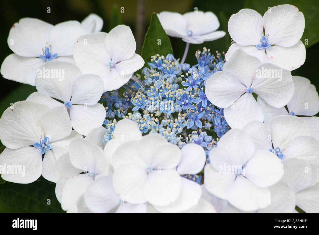 White and Blue Hydrangea Stock Photo