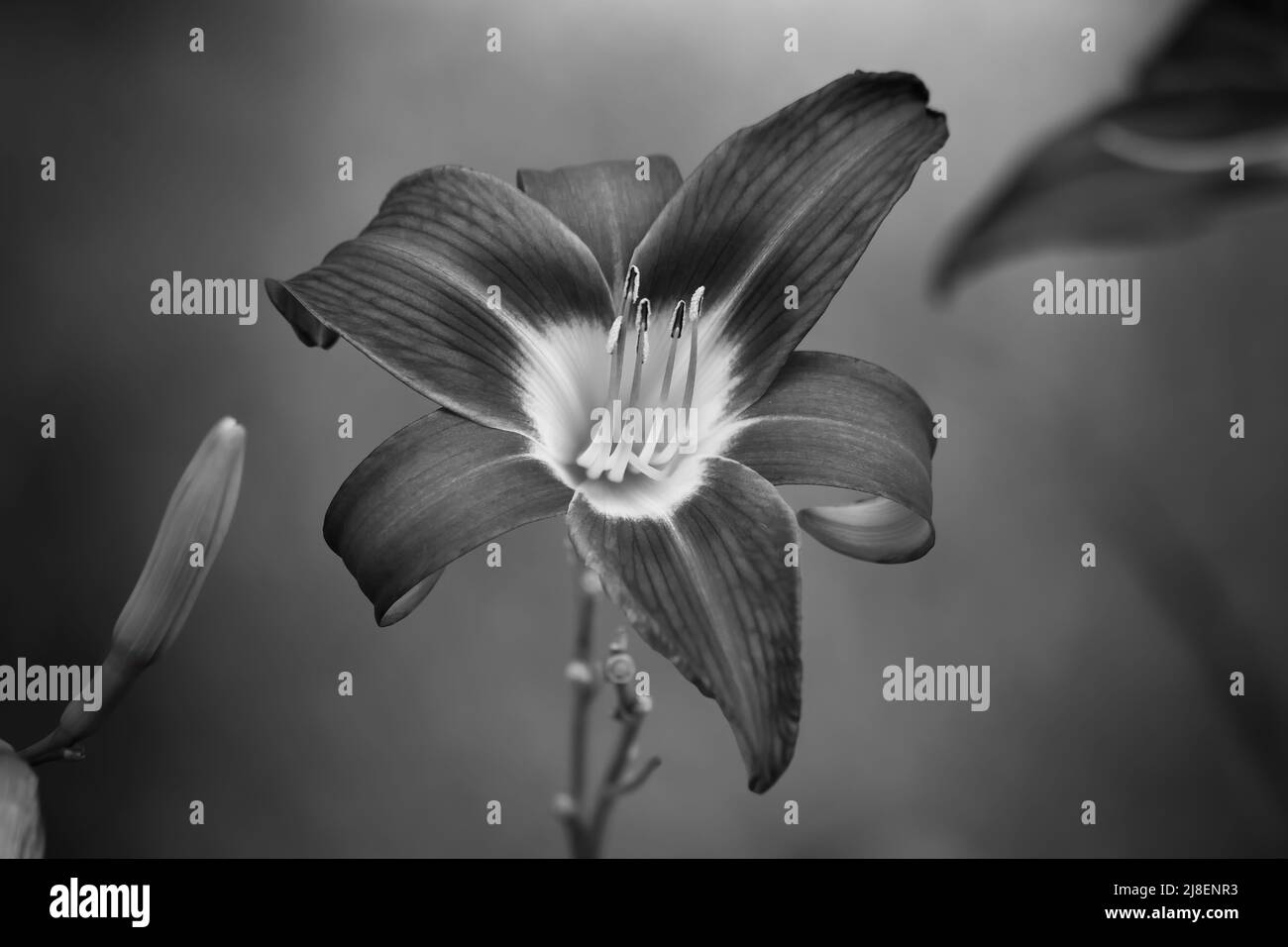 Daylily in Black and White Stock Photo