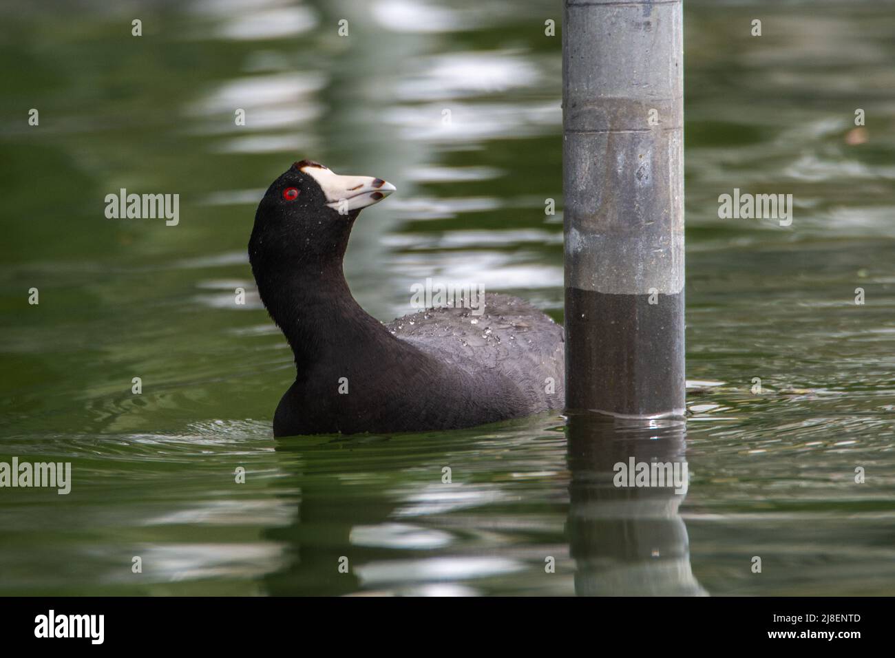 An American coot, Fulica americana, swims around a boat pier looking for insects to eat in Culver, Indiana Stock Photo