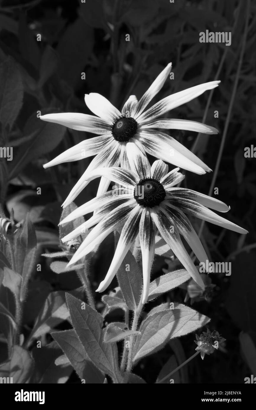 Flowers in Black and White Stock Photo