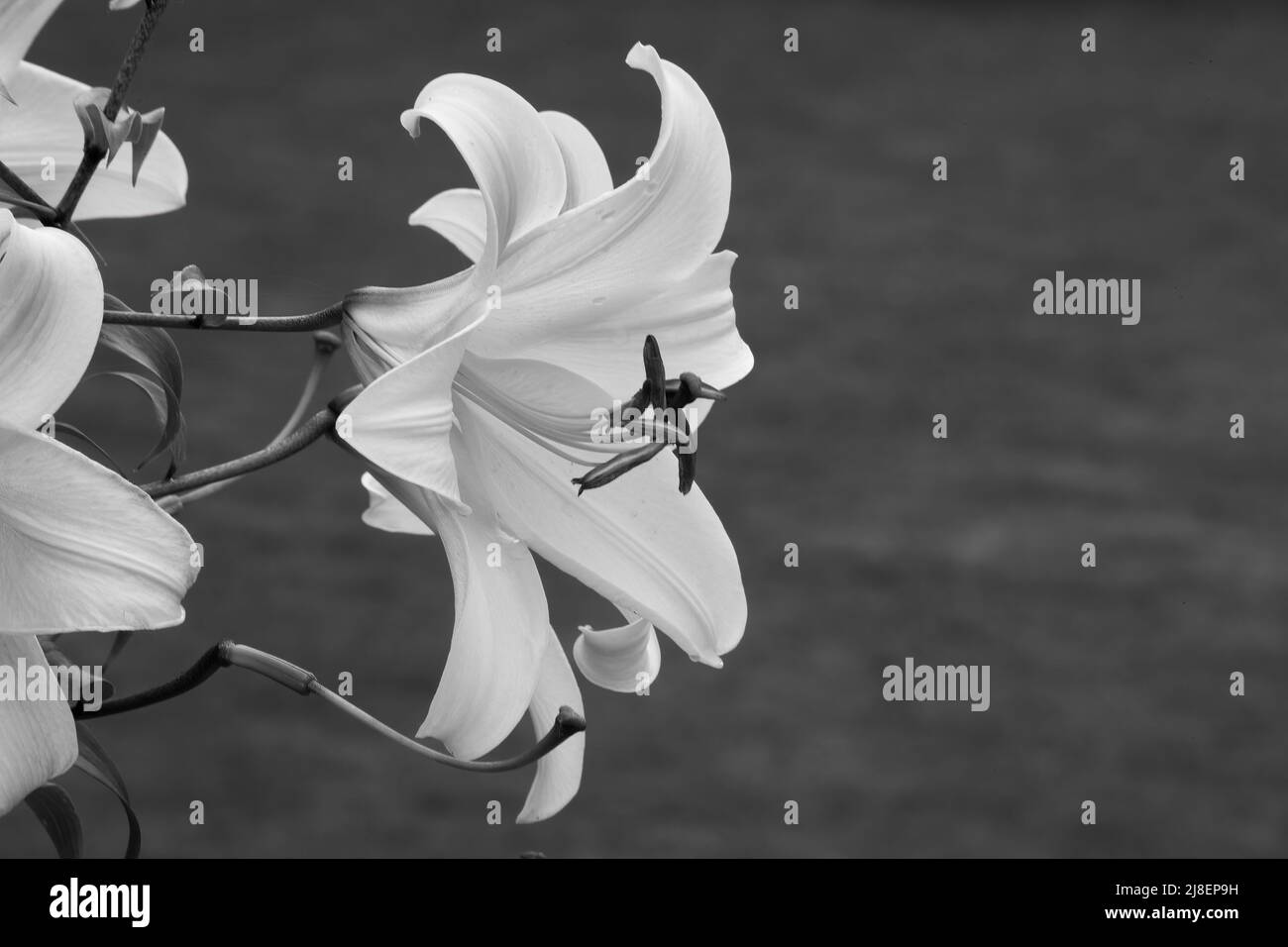 Daylily in black and white Stock Photo