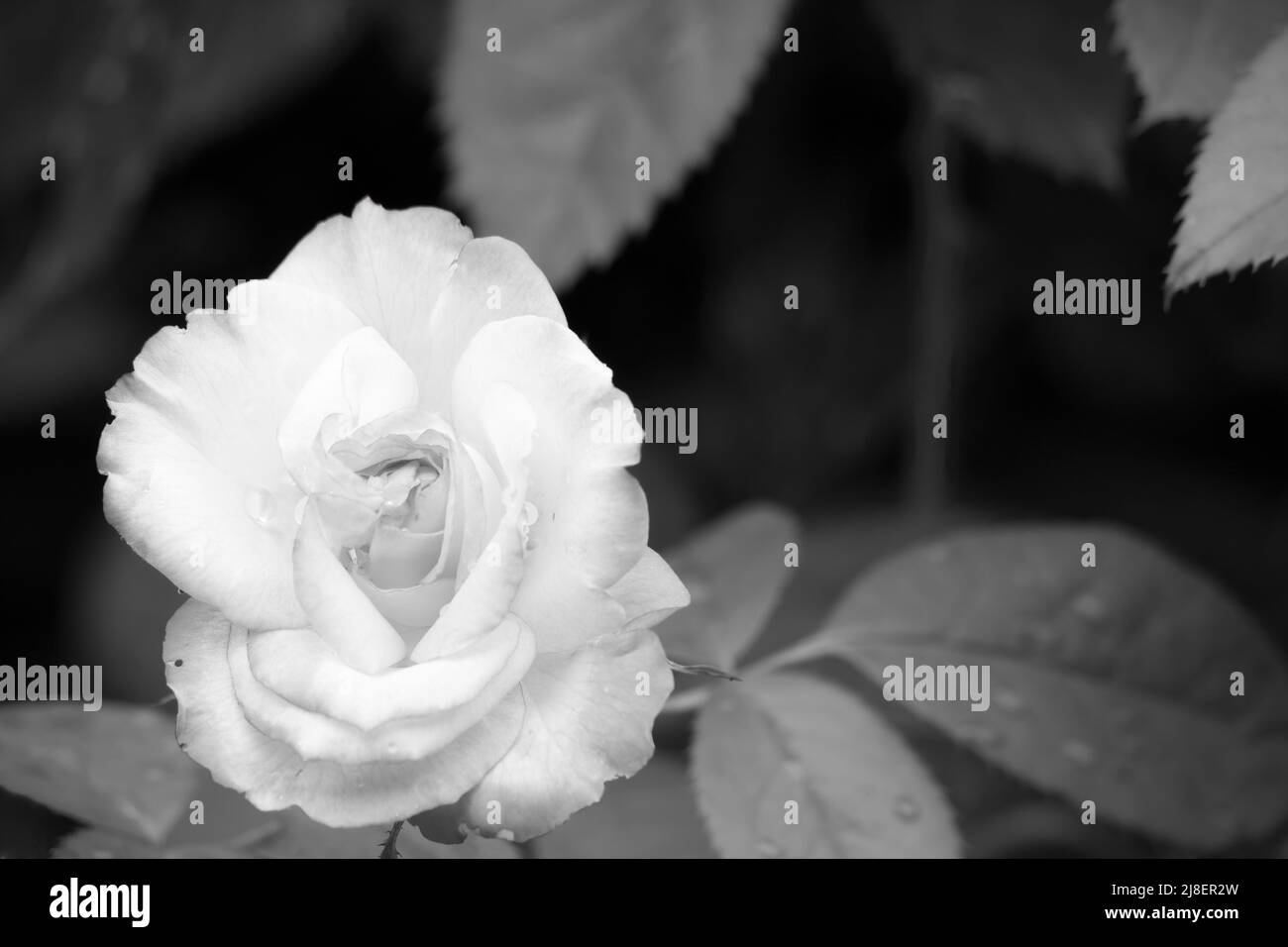 Rose in Black and White Stock Photo Alamy