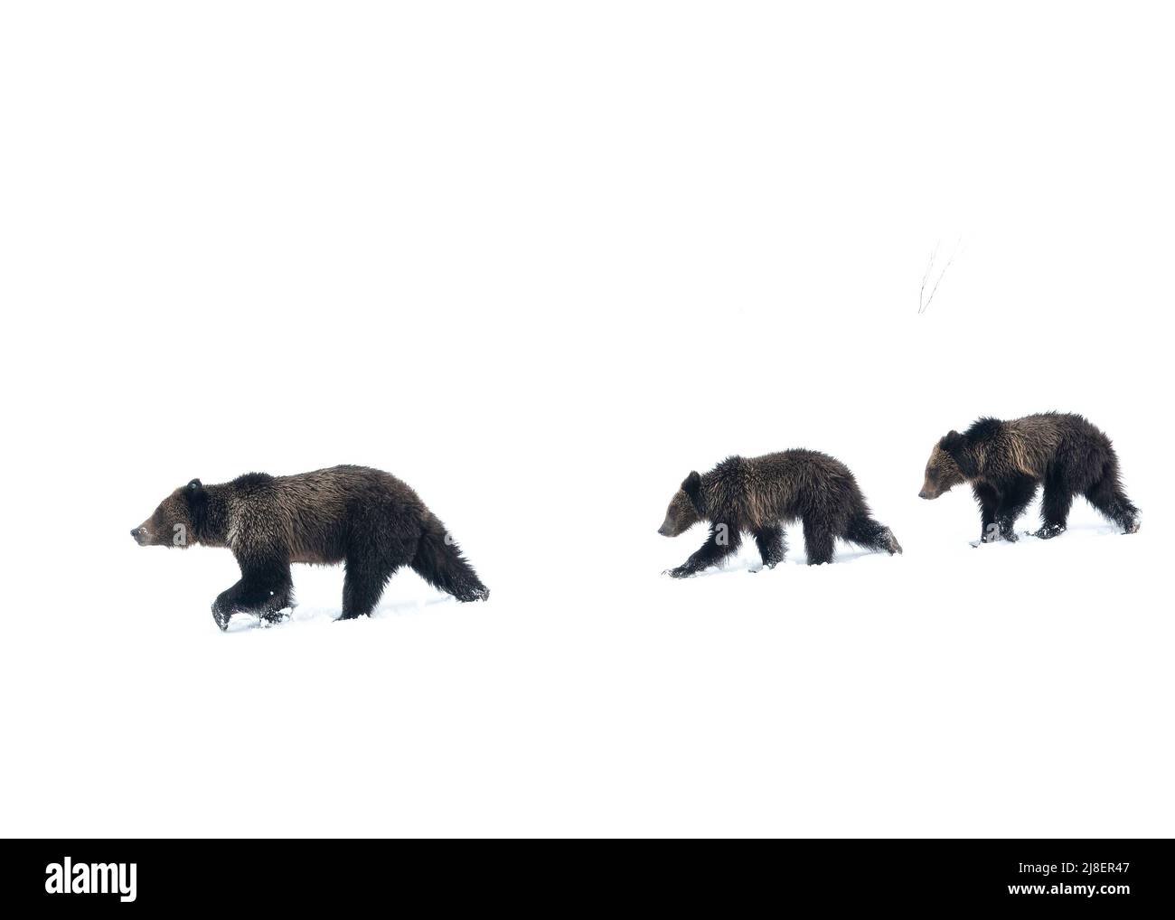 Grizzly Bear (Ursus arctos horribilis) Sow with two cubs in snow, Wyoming, USA Stock Photo