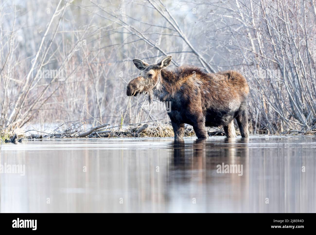 Mother Moose (A. alces) eating in pond awaiting to give birth, Grand Teton National park, Wyoming, North America Stock Photo
