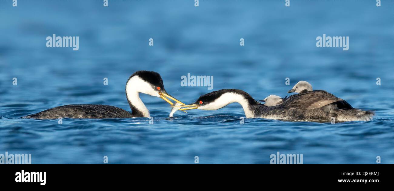 Western Grebe (Aechmophorus occidentalis), food exchange with chick on back Stock Photo