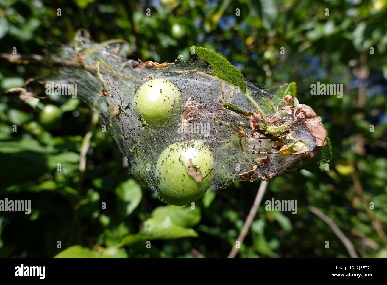 Gespinst einer Pflaumen-Gespinstmotte (Yponomeuta padella) an einem Mirabellenbaum  (Prunus domestica subsp. syriaca) Stock Photo