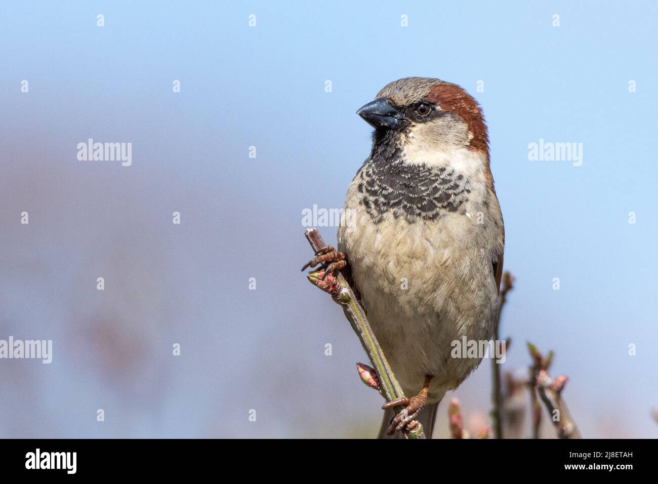 Passer domesticus perched hi-res stock photography and images - Alamy