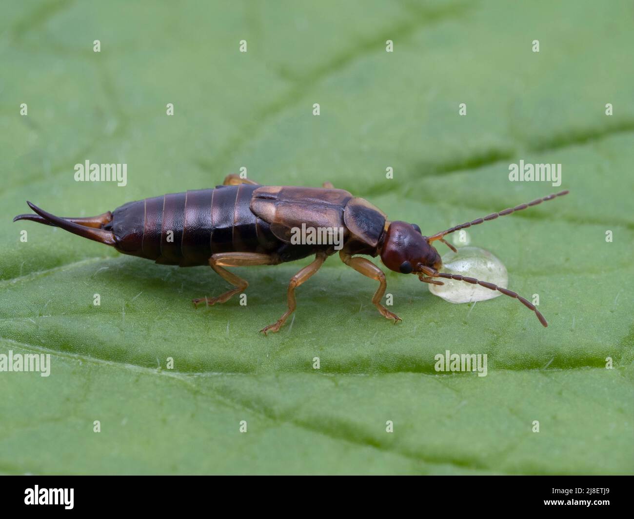 side view of a pretty female common or European earwig, Forficula auricularia, drinking a drop of honey Stock Photo