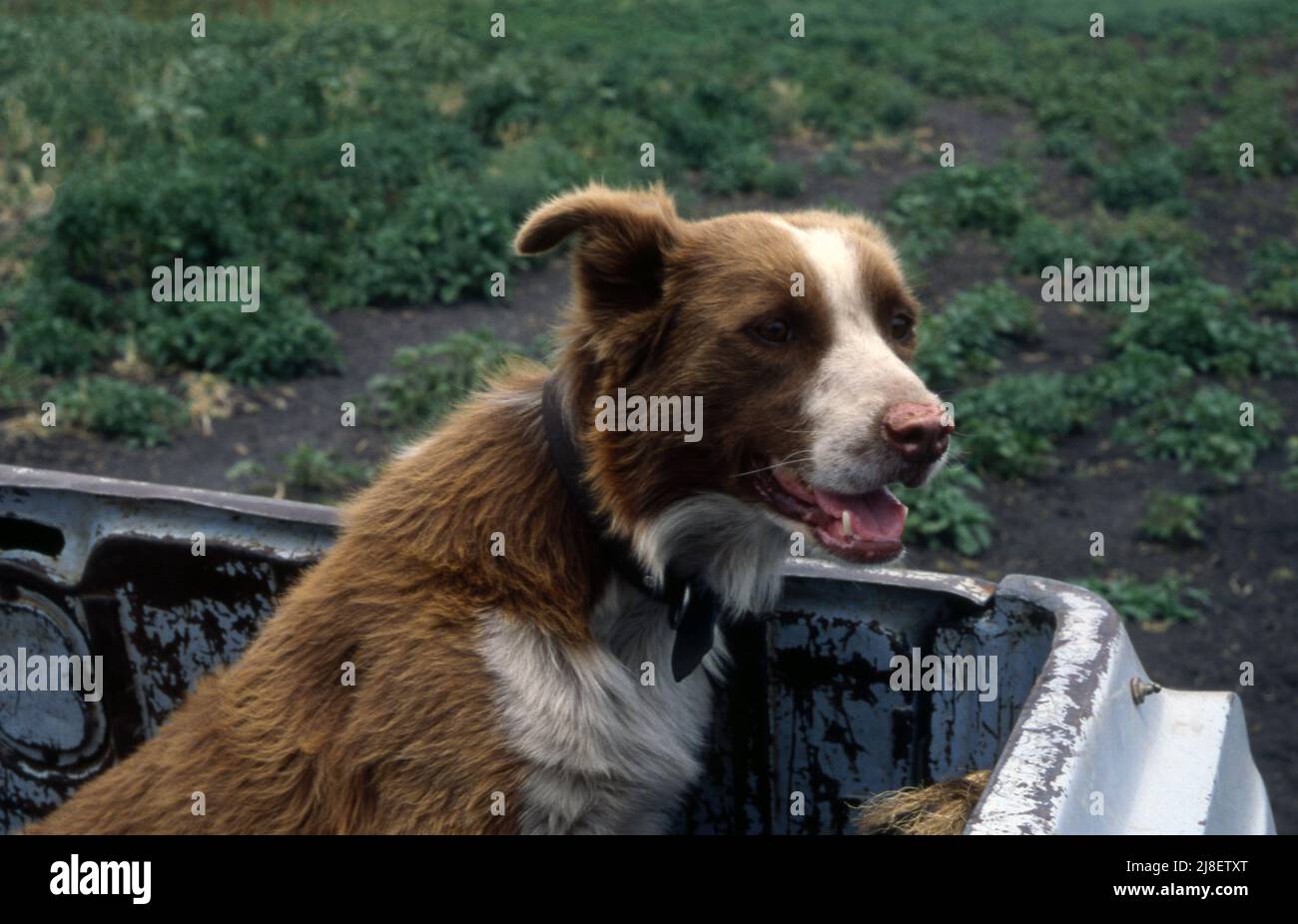 BROWN AND WHITE AUSTRALIAN KELPIE WORKING DOG IN THE BACK TRAY OF A WORK VEHICLE.  RURAL NEW SOUTH WALES, AUSTRALIA. Stock Photo