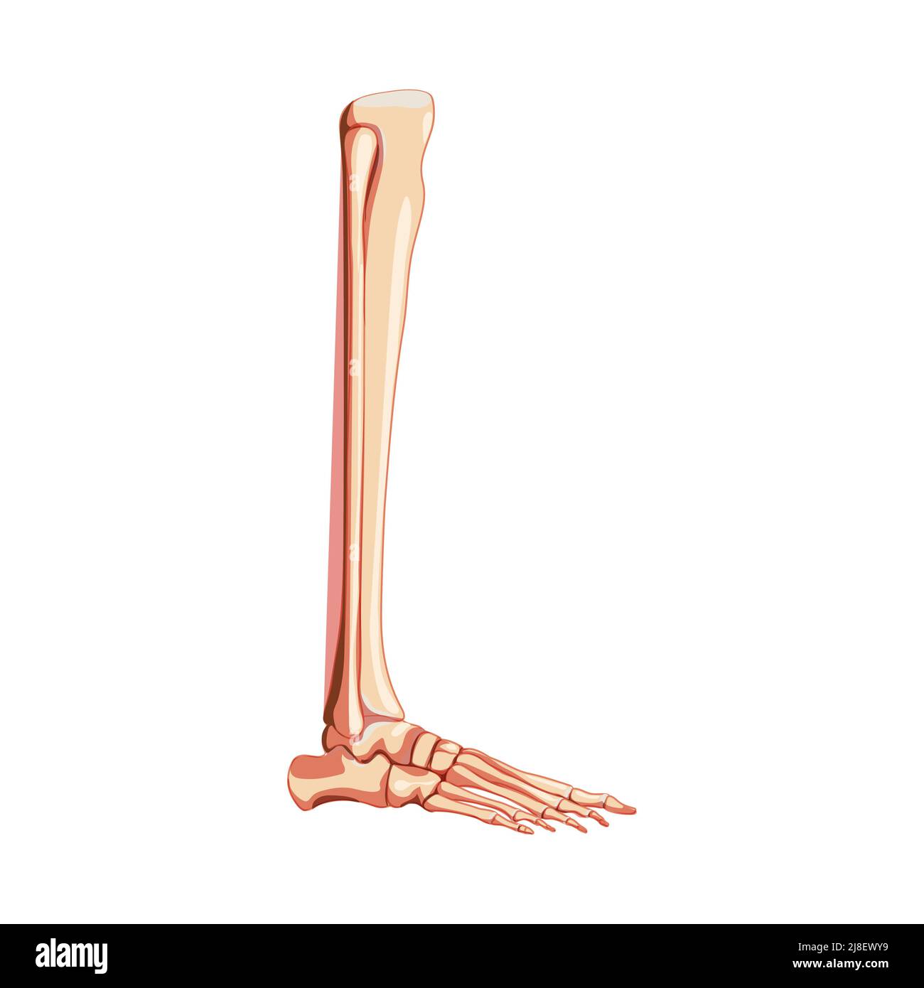 Leg tibia, fibula, Foot, ankle Skeleton Human side lateral view. Set of realistic Anatomically correct 3D flat natural color concept Vector illustration of isolated on white background Stock Vector