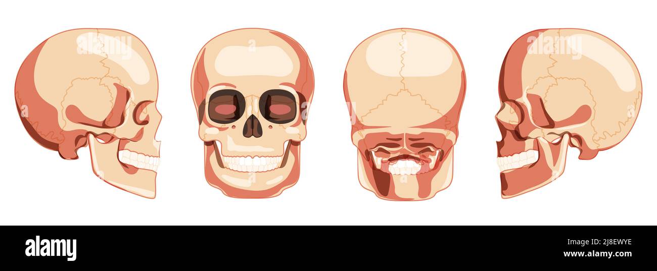 Set of Human head Skull Skeleton front back side view. Anatomically correct jaws model with teeth row. 3D realistic flat natural color concept. Vector illustration isolated on white background Stock Vector