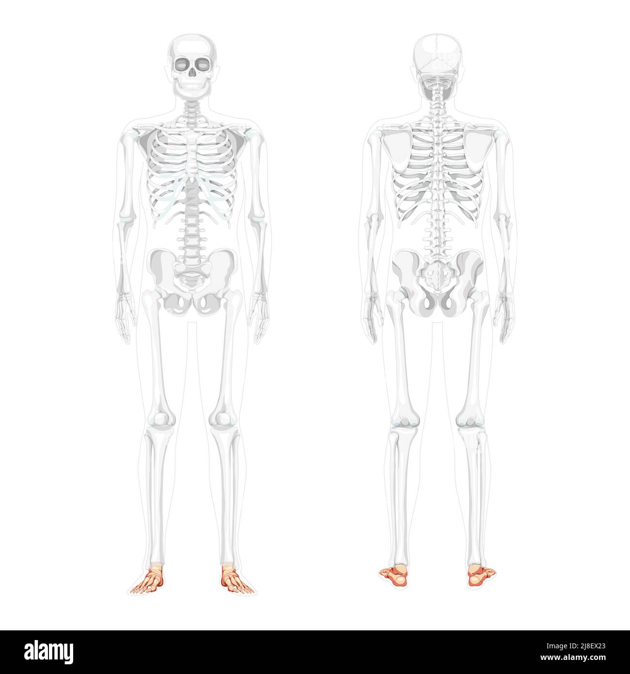 Foot and ankle Bones Skeleton Human front back view with partly transparent bones position. Set of realistic flat natural color concept Vector illustration of anatomy isolated on white background Stock Vector