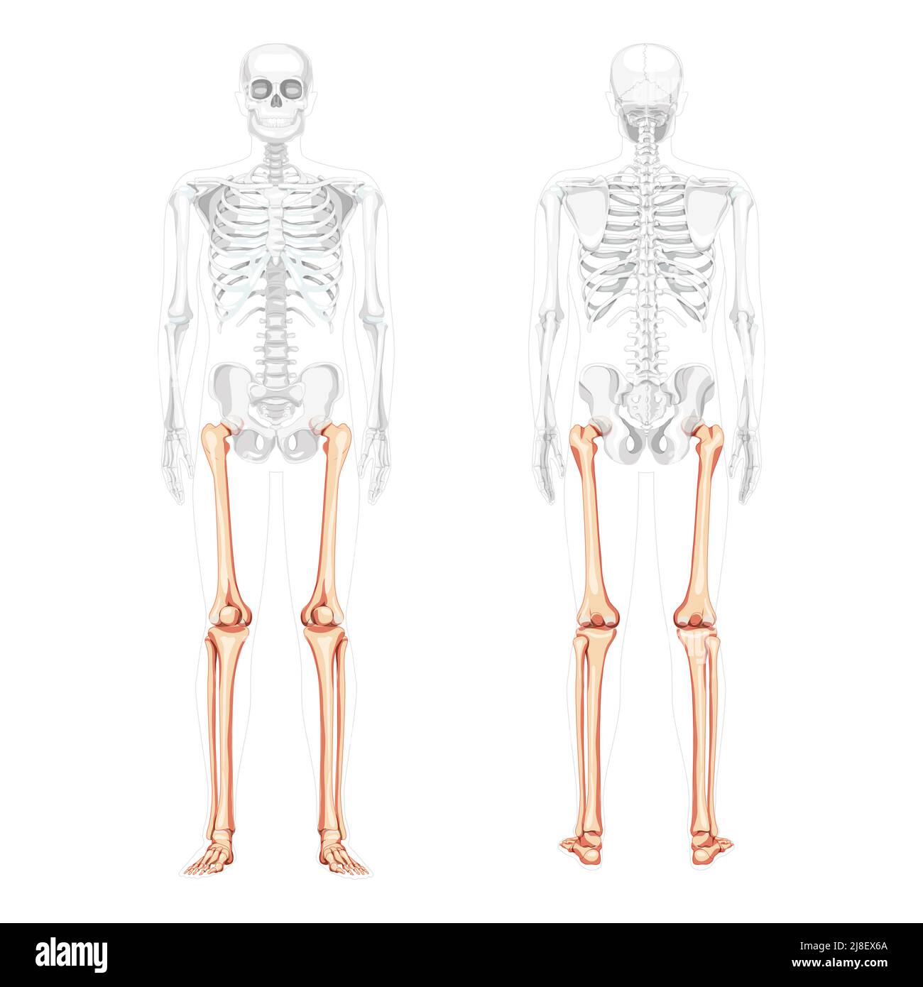 Skeleton Thighs and legs lower limb Human front back view with partly transparent bones position. Fibula, tibia, foot realistic flat concept Vector illustration of anatomy isolated on white background Stock Vector