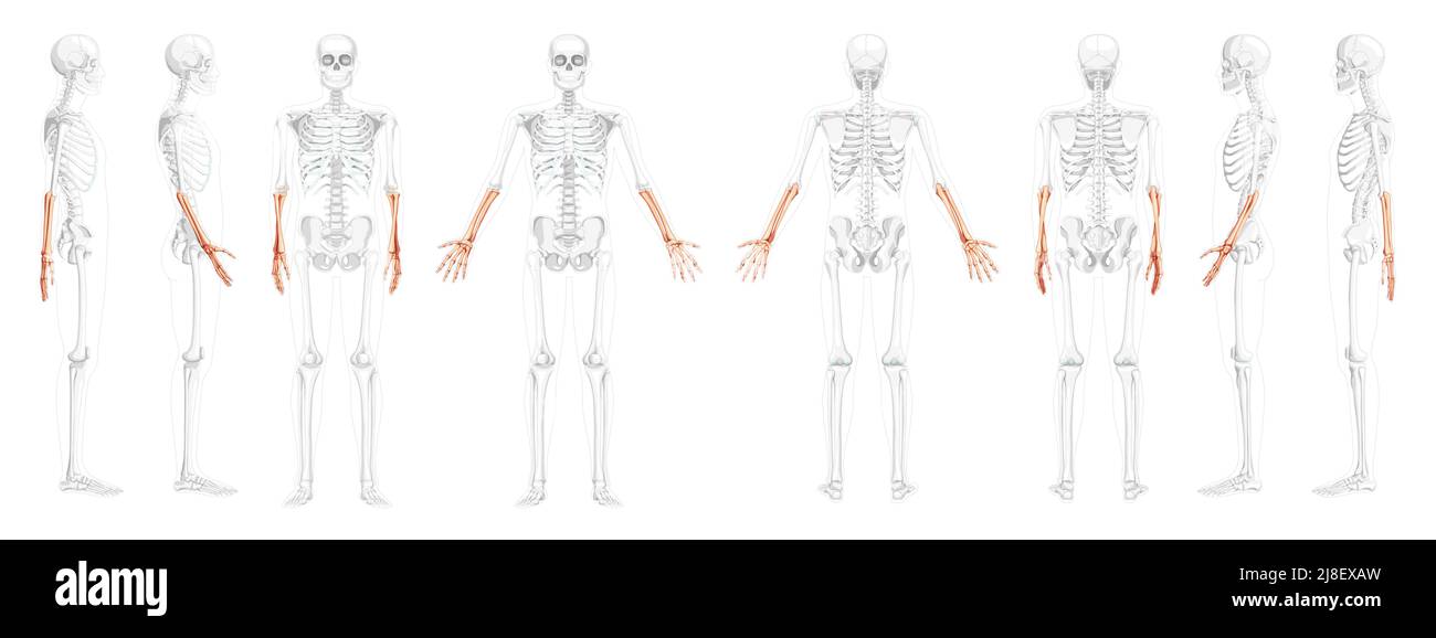 Skeleton Forearms Human radius, hand front back side view with partly transparent bones position. Set of Anatomically correct realistic flat Vector illustration of anatomy isolated on white background Stock Vector