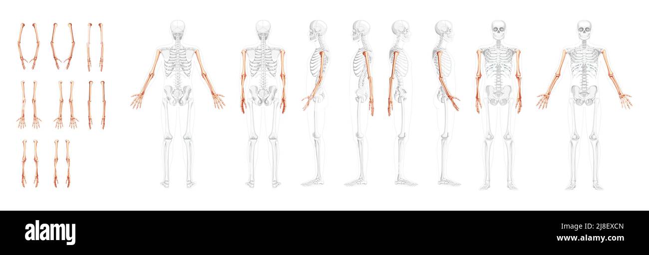 Set of Skeleton Arms Human front back side view with partly transparent bones position. Hands, forearms realistic flat natural color concept Vector illustration of anatomy isolated on white background Stock Vector