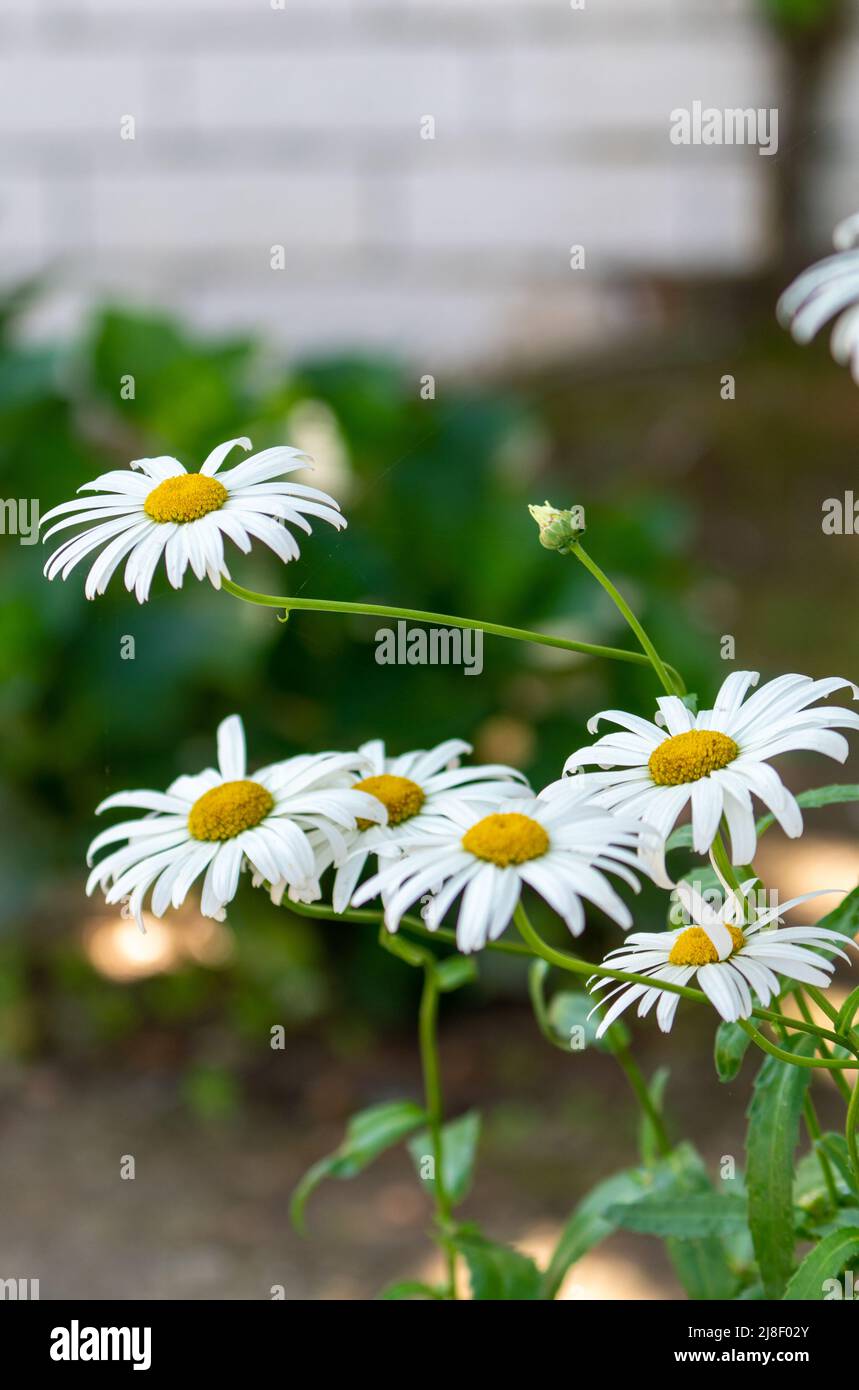 Closeup shot of white daisies with selective focus. Stock Photo