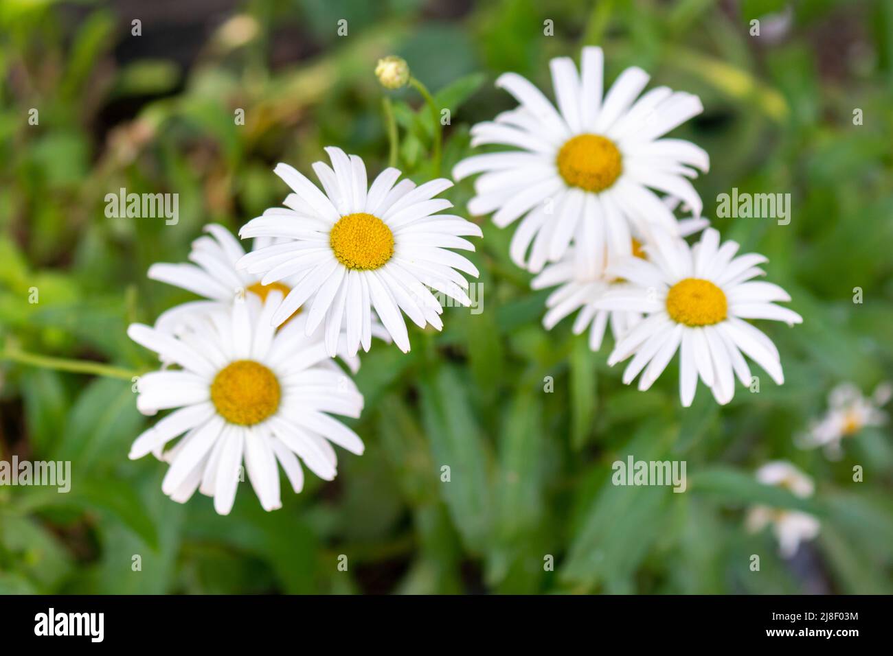 Selective focus shot of great white daisies. Stock Photo