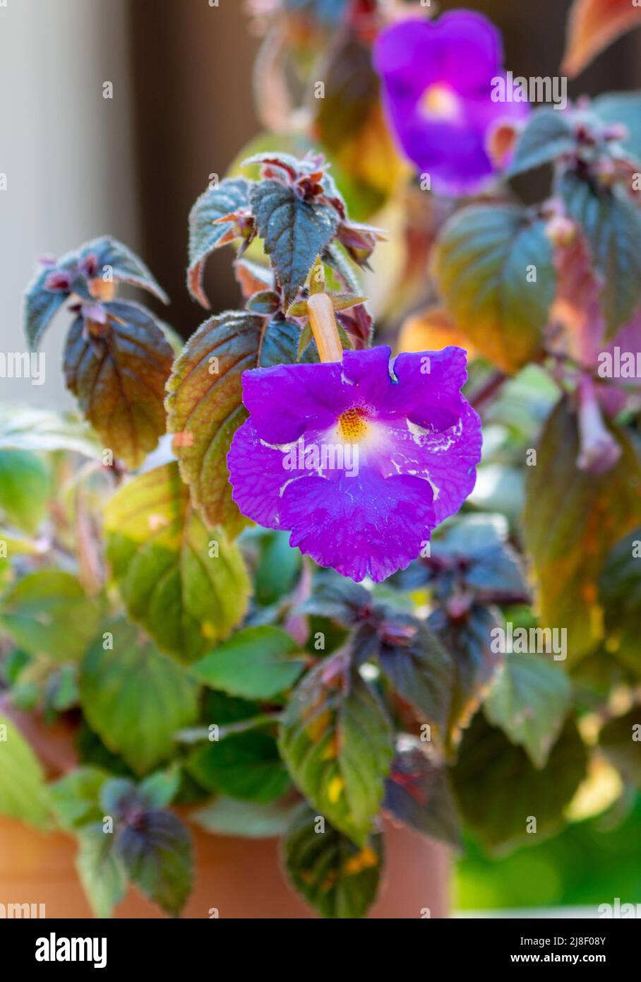 Selective focus shot of Achimenes Longiflora flower. Stock Photo