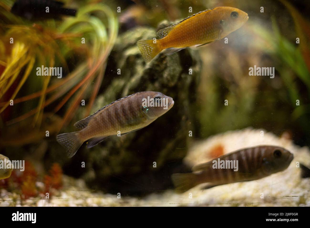 Fish in aquarium. Marine fish swim in water. Peaceful world. Aquatic fauna. Stock Photo
