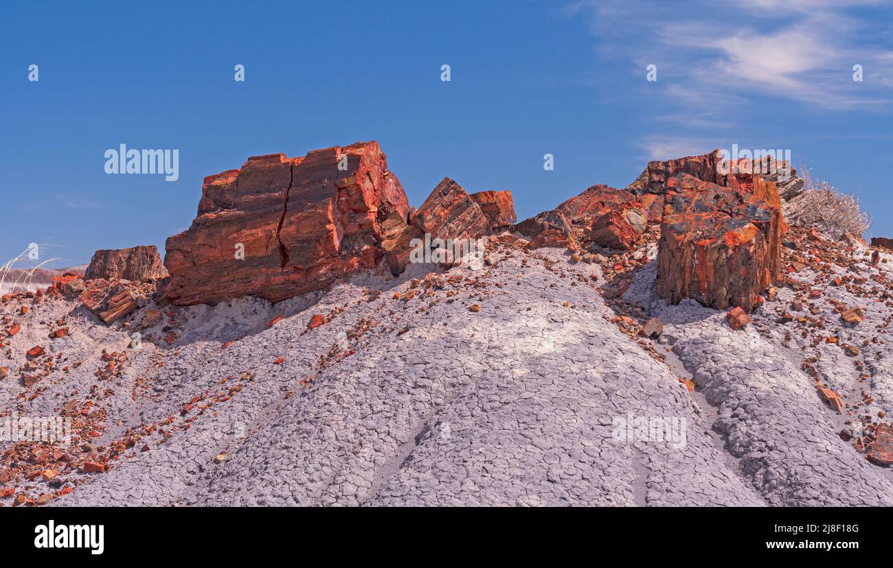 Petrified Wood on a Colorful Mound in Petrified Wood National Park in Arizona Stock Photo