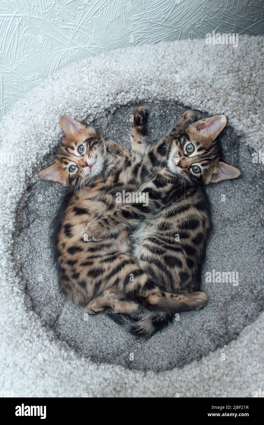 Two young cute bengal cats laying on a soft cat's shelf of a cat's ...