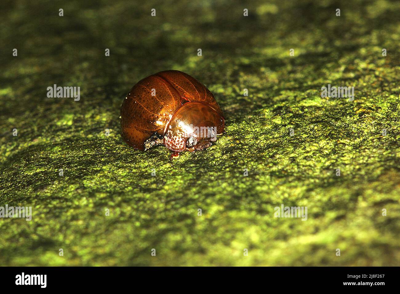 Blackwood tortoise leaf beetle (Dicranosterna semipunctata Stock Photo