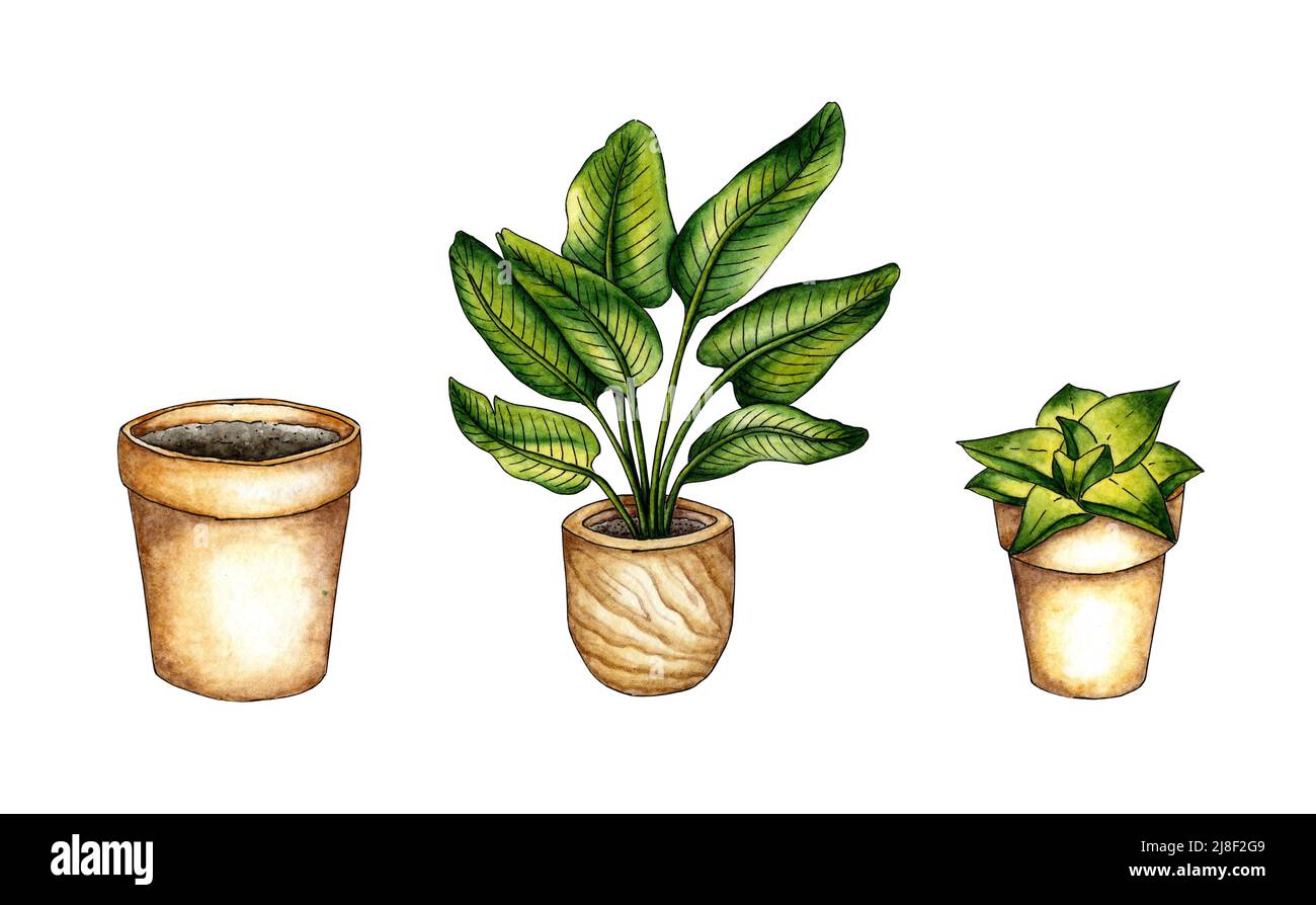 Set of watercolor illustrations of house flowers in pots. It's perfect ...
