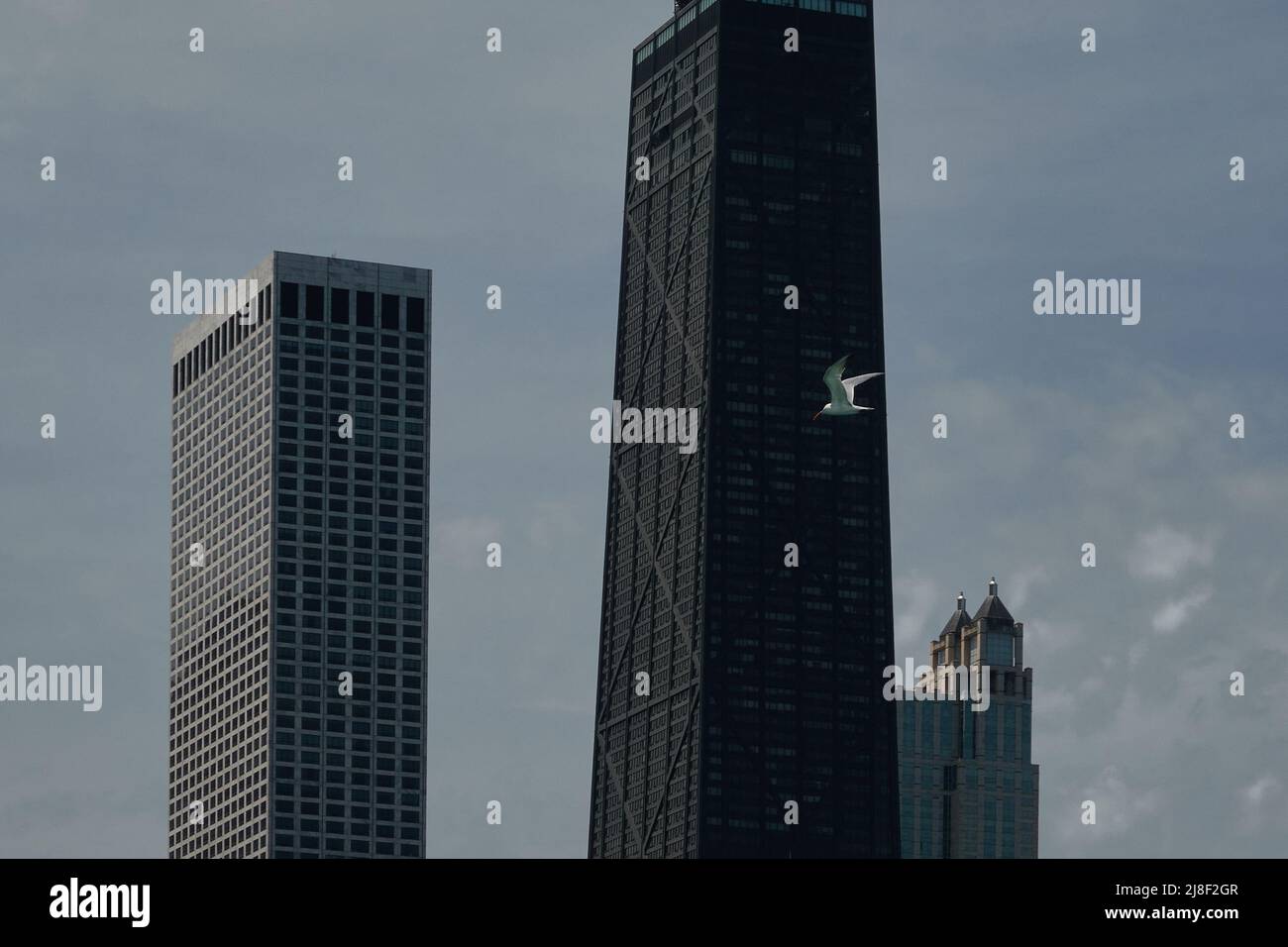 seagull flying overhead with buildings in the background Stock Photo